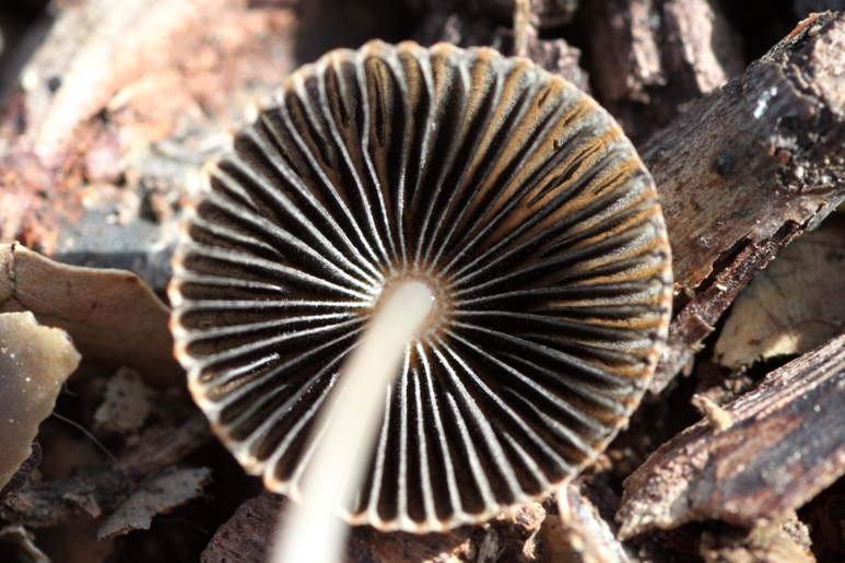 fungus pix